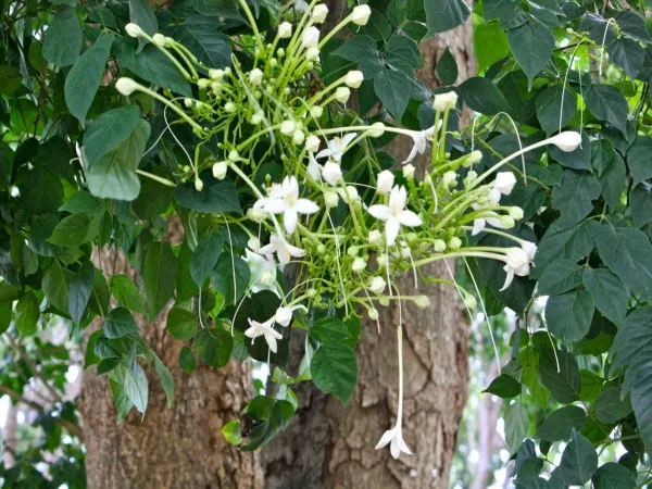 The Indian Coral Tree